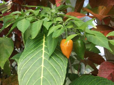 Imagem de Capsicum annuum L.