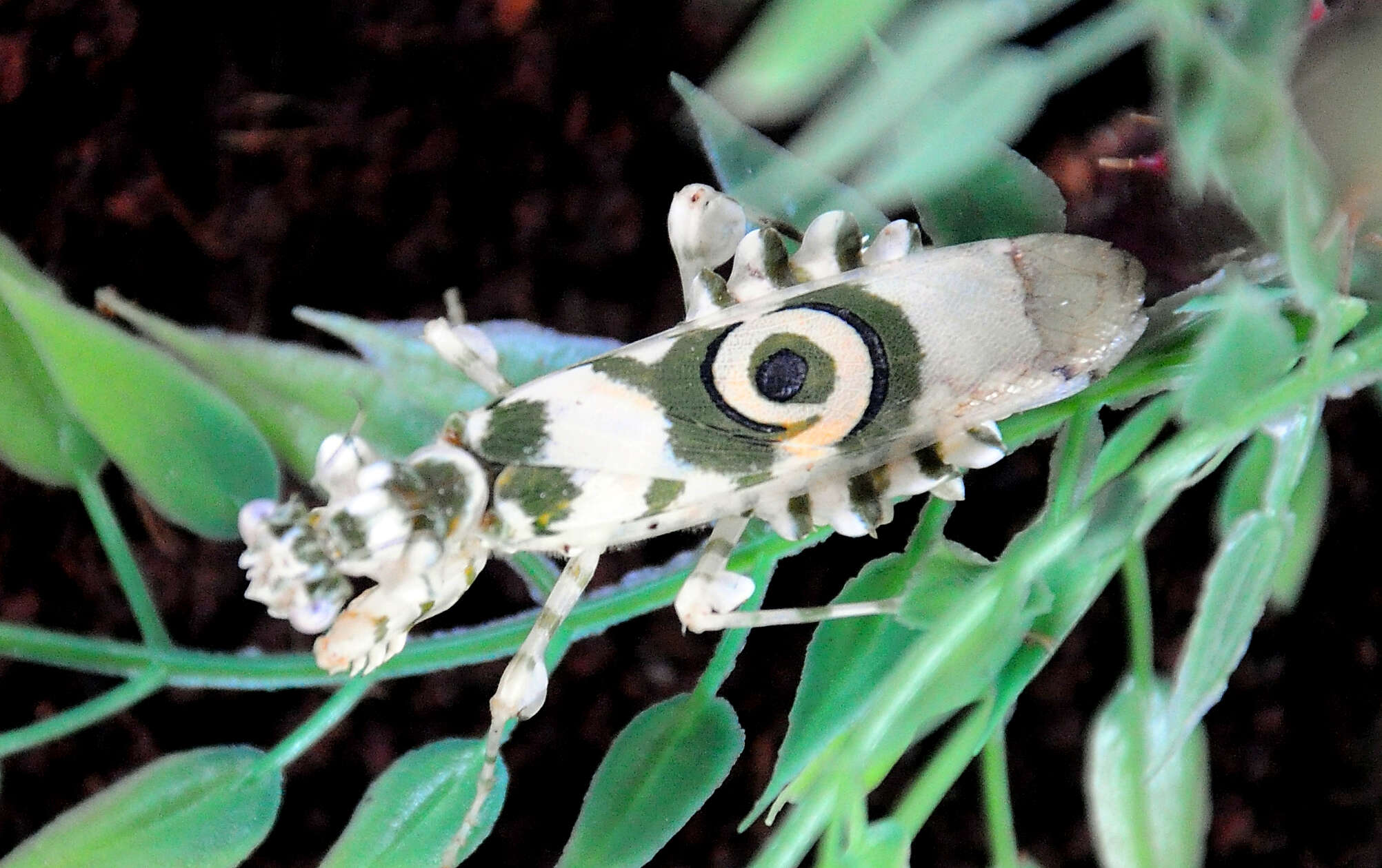 Image of spiny flower mantis