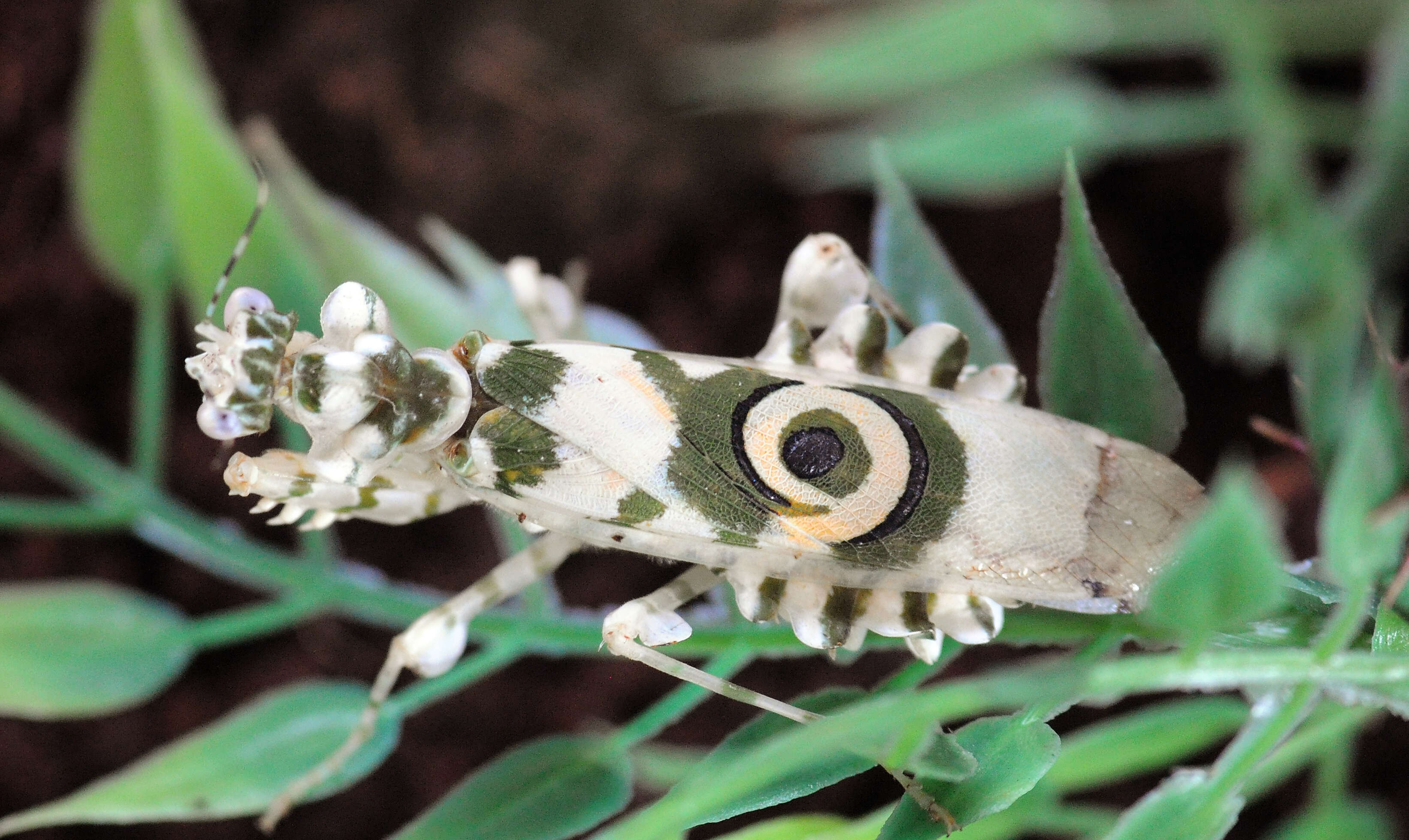 Image of spiny flower mantis