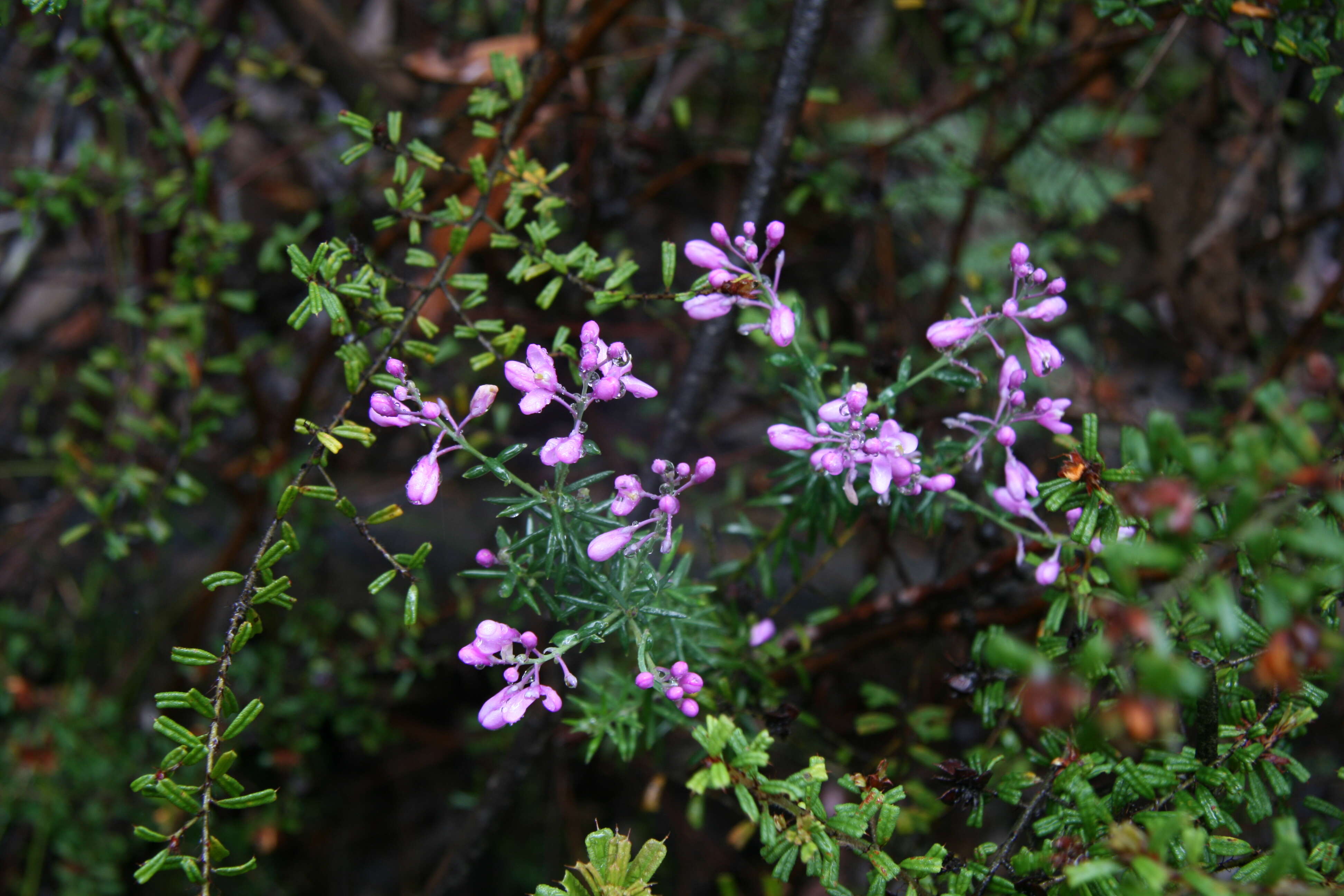 Image of heath milkwort