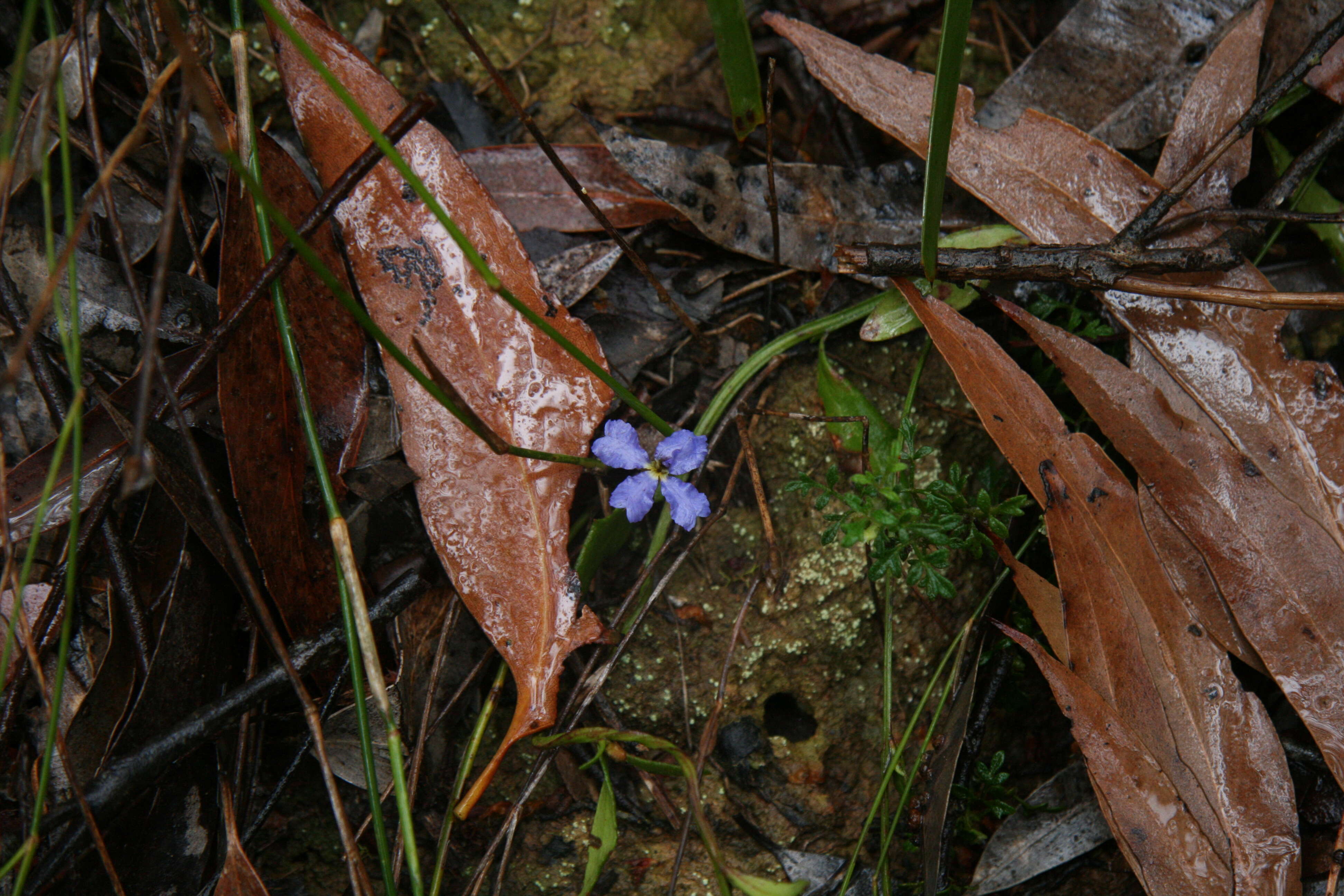 Image of Dampiera stricta (Smith) R. Br.