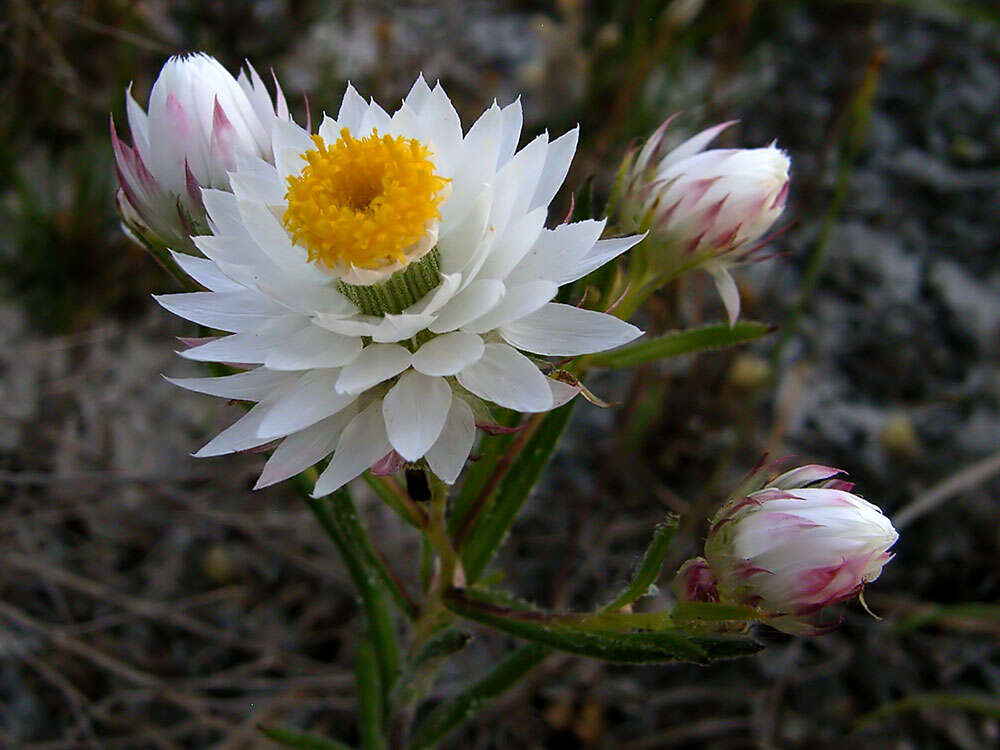 Image of Waitzia suaveolens (Benth.) Druce