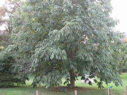 صورة Aesculus chinensis Bunge