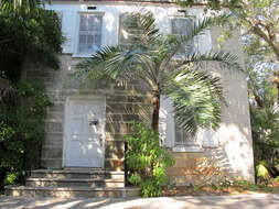 Image of Florida cherry palm