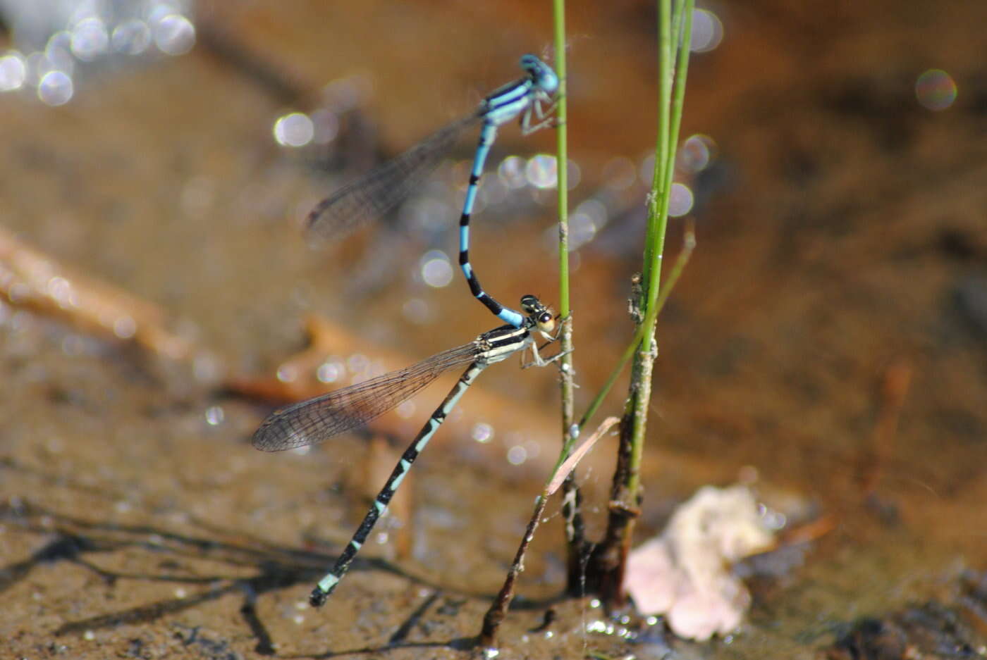 Image of Seepage Dancer