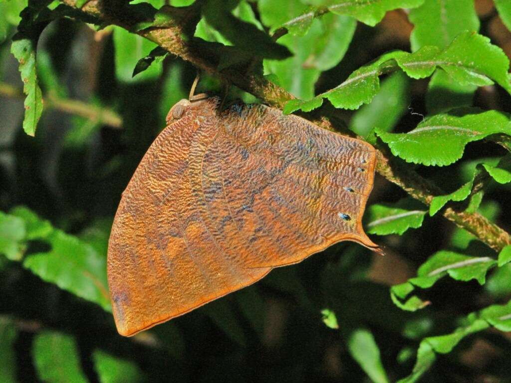 Image of Leafwings