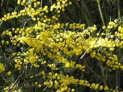 صورة Acacia ausfeldii Regel