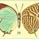 Image of Arhopala sangira (Bethune-Baker 1897)