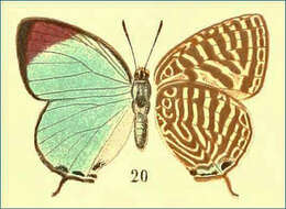 Image de Arhopala sangira (Bethune-Baker 1897)