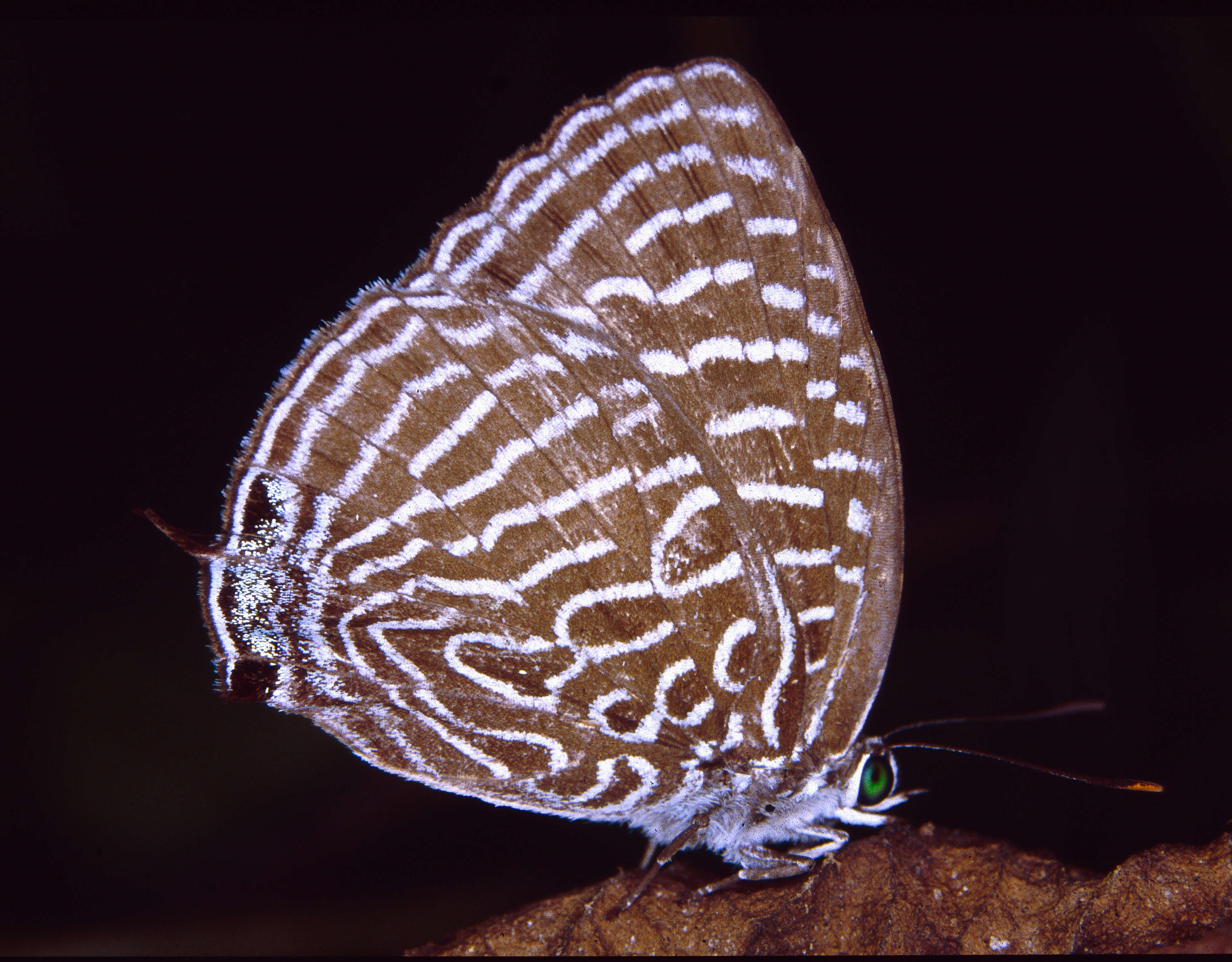 Image of Arhopala argentea Staudinger (1888)