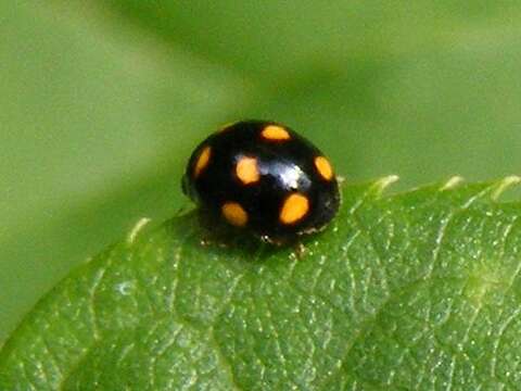 Image of Orange-spotted Lady Beetle