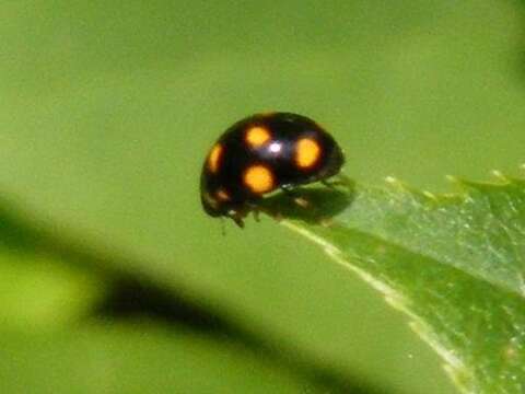 Image of Orange-spotted Lady Beetle