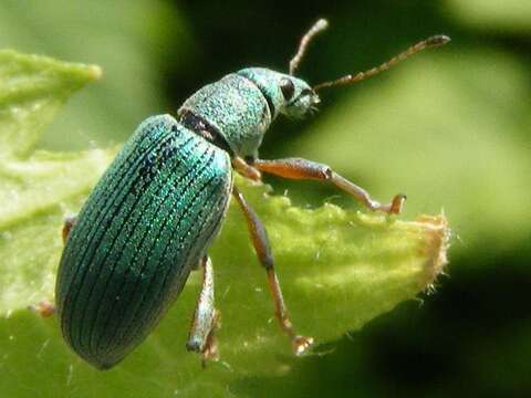 Image of Polydrusus (Eudipnus) formosus (Mayer 1779)