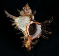 صورة Chicoreus cornucervi (Röding 1798)