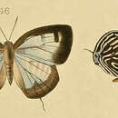 Image of Arhopala aronya (Hewitson (1869))