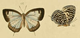 Image de Arhopala aronya (Hewitson (1869))