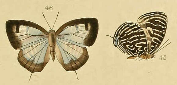 Image de Arhopala aronya (Hewitson (1869))