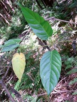 Imagem de Marsdenia rostrata R. Br.