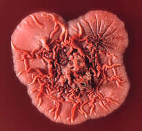 Image of Talaromyces marneffei (Segretain, Capponi & Sureau) Samson, N. Yilmaz, Frisvad & Seifert 2011