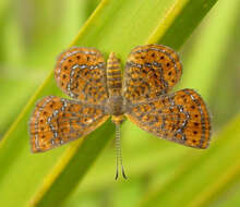 Image of Little Metalmark