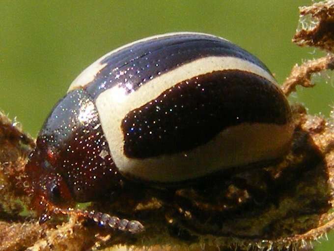 Image of Calligrapha (Bidensomela) bidenticola Brown 1945