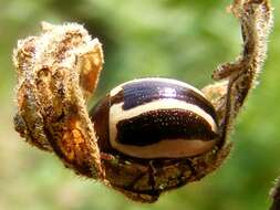 Image of Calligrapha (Bidensomela) bidenticola Brown 1945