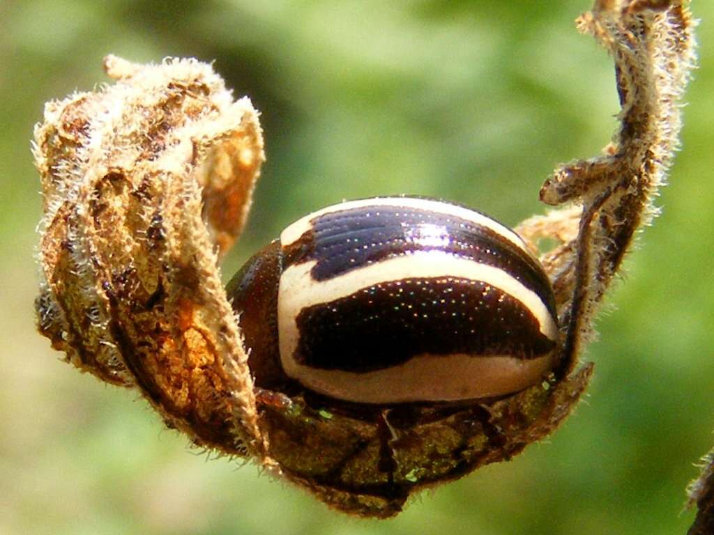 Image of Calligrapha (Bidensomela) bidenticola Brown 1945