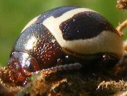 Image of Calligrapha (Bidensomela) bidenticola Brown 1945