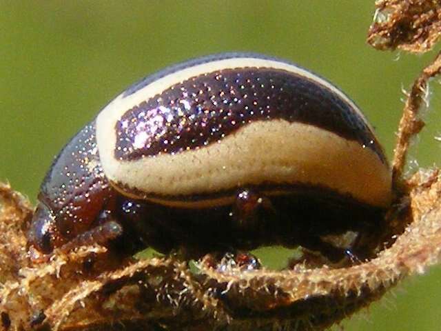 Image of Calligrapha (Bidensomela) bidenticola Brown 1945