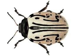 Image of Calligrapha (Calligrapha) dislocata (Rogers 1856)