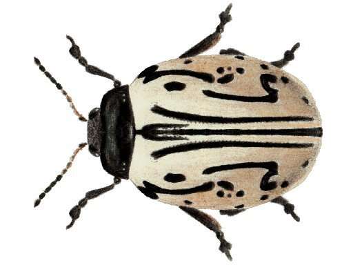 Image of Calligrapha (Calligrapha) dislocata (Rogers 1856)