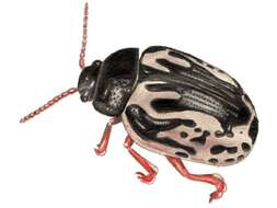 Image of Calligrapha (Calligrapha) ignota Brown 1940