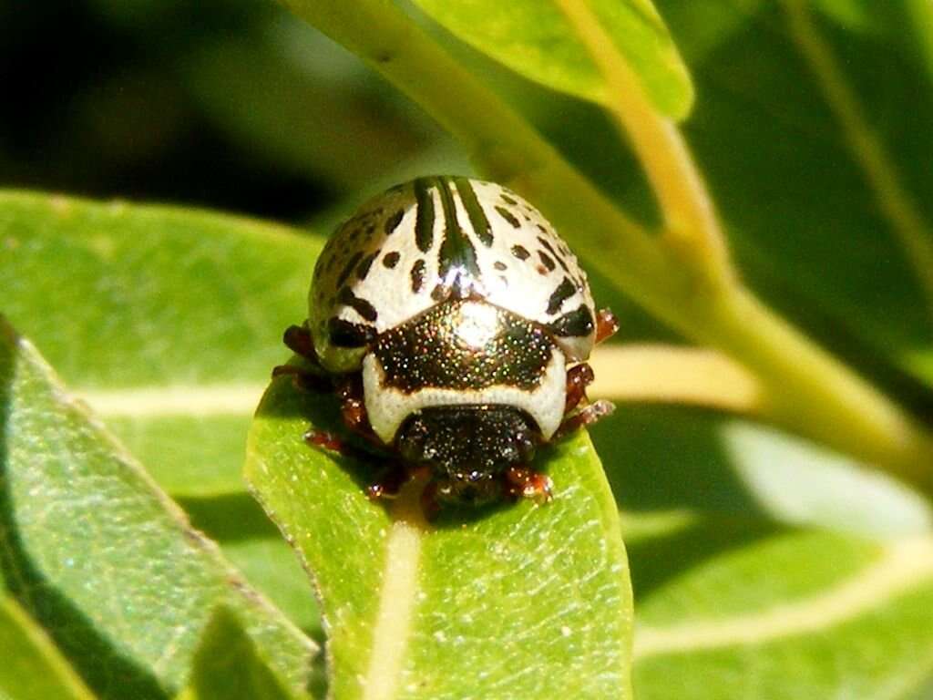 Image of Common Willow Calligrapha