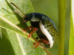 Image of Common Willow Calligrapha