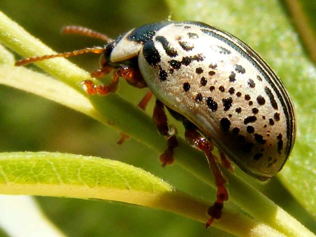 Image of Common Willow Calligrapha