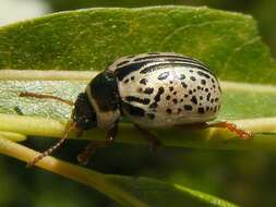 Image of Common Willow Calligrapha