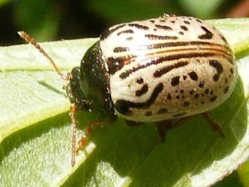 Image of Dogwood Calligrapha