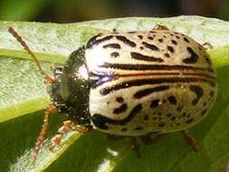 Image of Dogwood Calligrapha