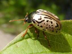 Image of Dogwood Calligrapha