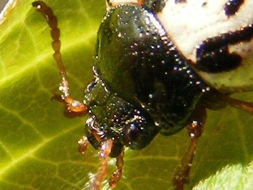 Image of Dogwood Calligrapha