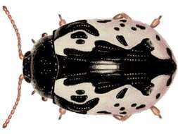 صورة Calligrapha (Calligrapha) scalaris (J. E. Le Conte 1824)