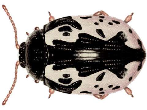 صورة Calligrapha (Calligrapha) scalaris (J. E. Le Conte 1824)