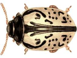 Image of Calligrapha (Calligrapha) vicina Schaeffer 1933