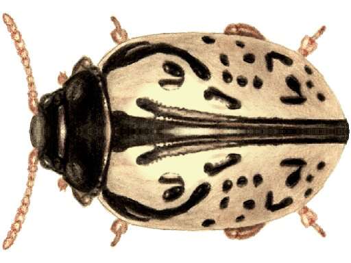 Image of Calligrapha (Calligrapha) vicina Schaeffer 1933