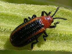 Microrhopala vittata (Fabricius 1798)的圖片