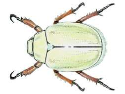 Image of goldsmith beetle