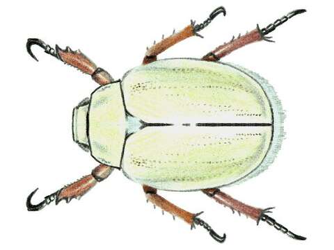 Image of goldsmith beetle