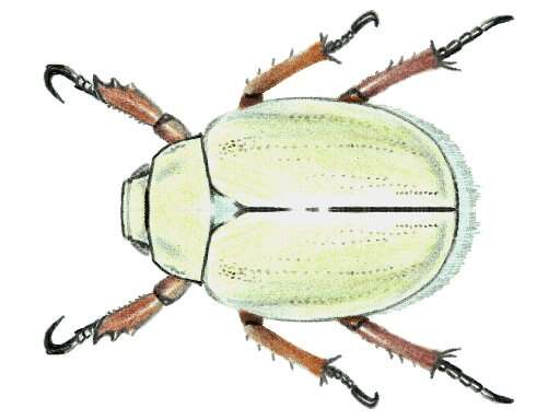 Image of goldsmith beetle