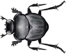Imagem de Melanocanthon bispinatus (Robinson 1941)