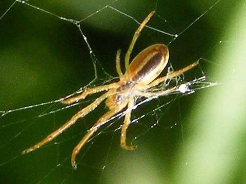 Image of Araneus pratensis (Emerton 1884)